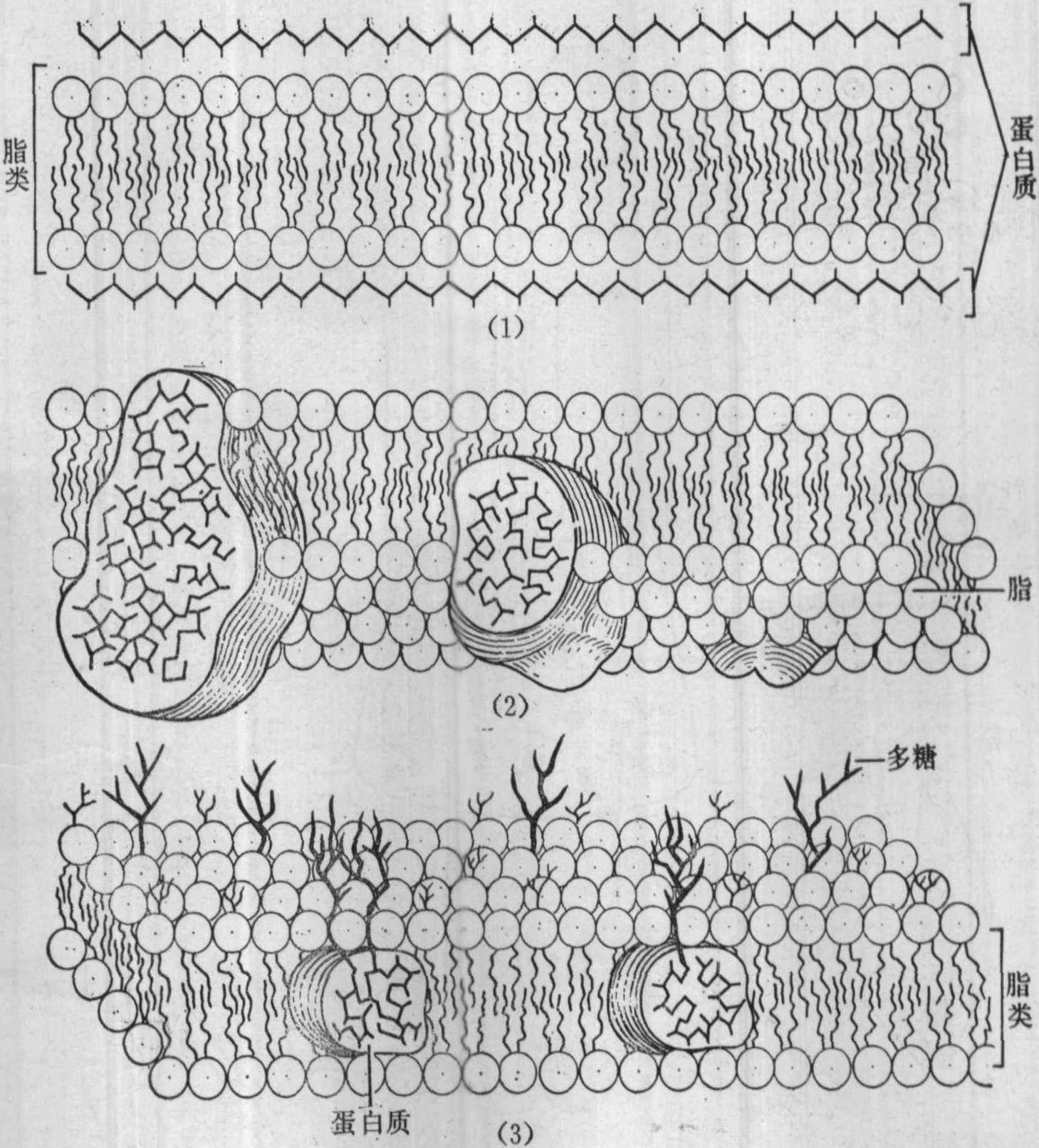 圖1~7 細(xì)胞膜分子組成假說
